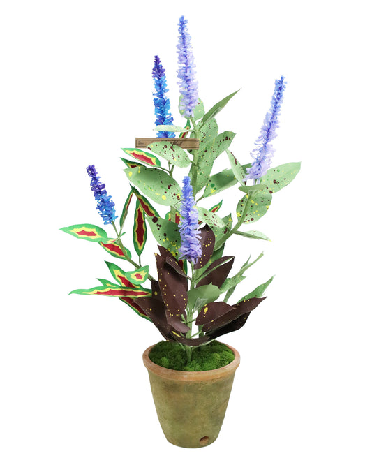 ペーパーフラワープラント Coleus