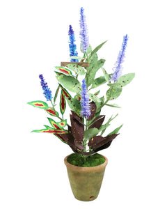 ペーパーフラワープラント Coleus