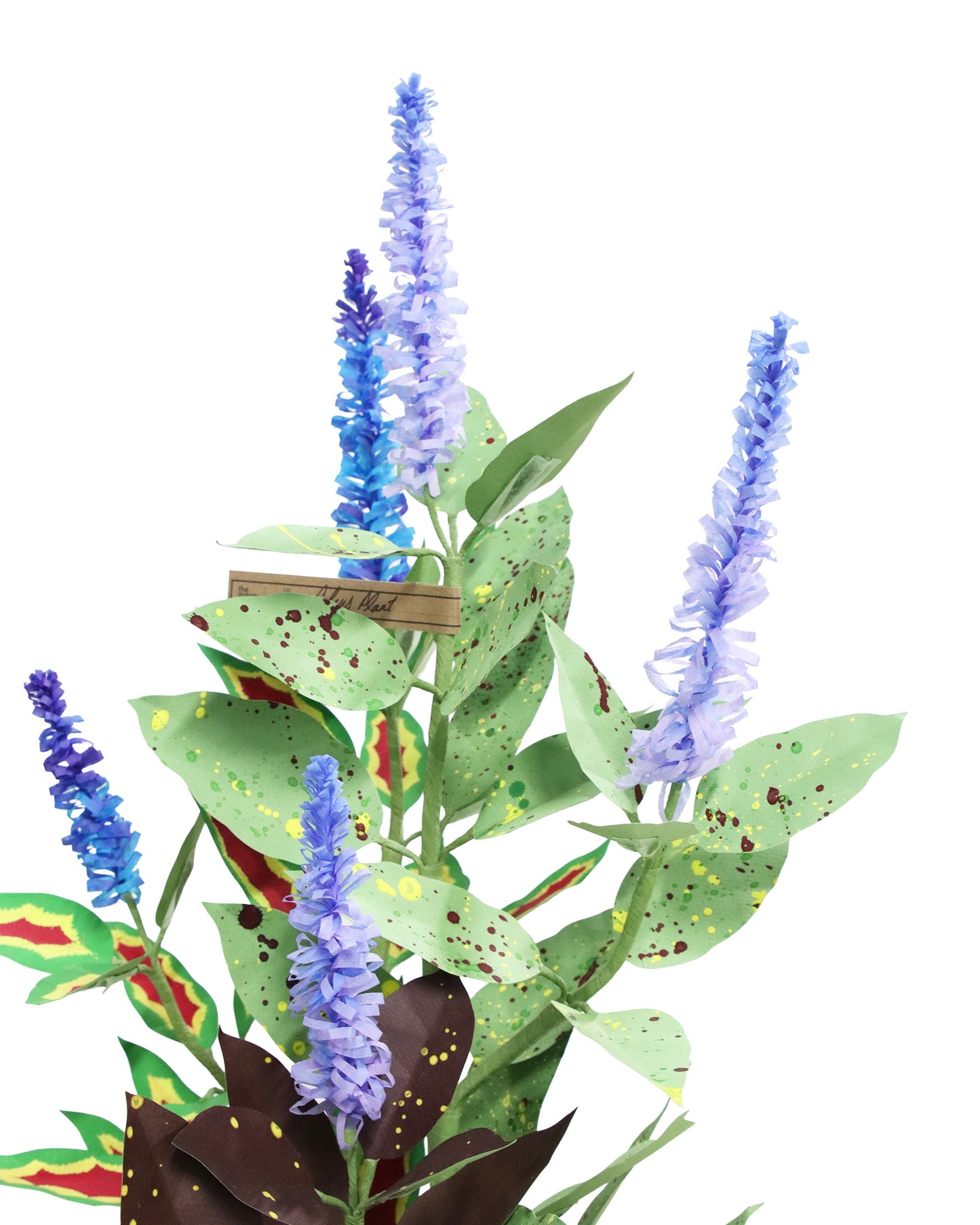 ペーパーフラワープラント Coleus