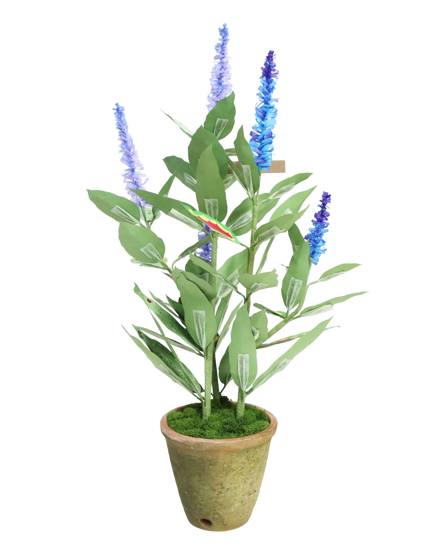 ペーパーフラワープラント Coleus