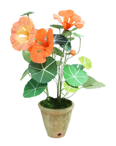ペーパーフラワープラント Nasturtium
