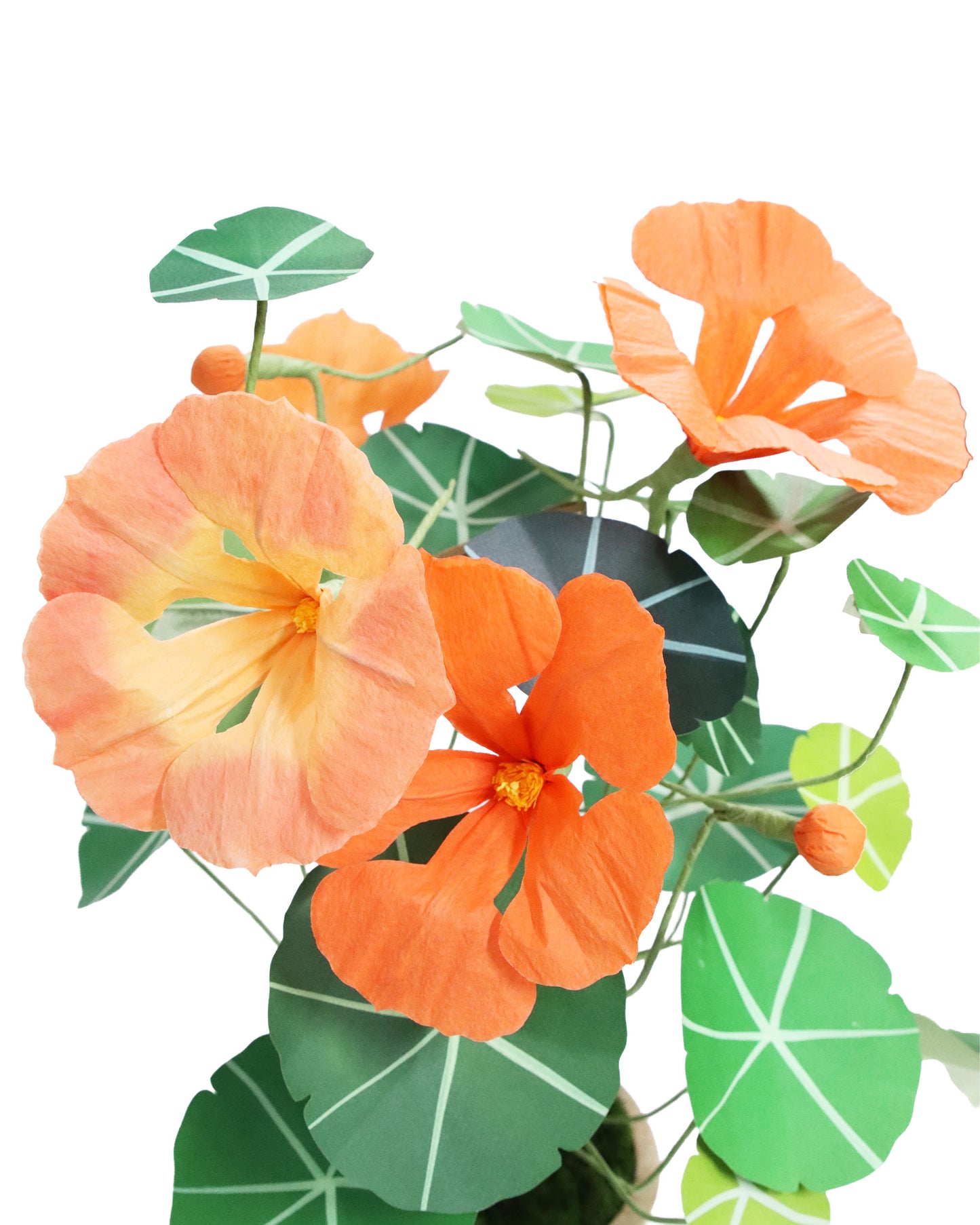 ペーパーフラワープラント Nasturtium