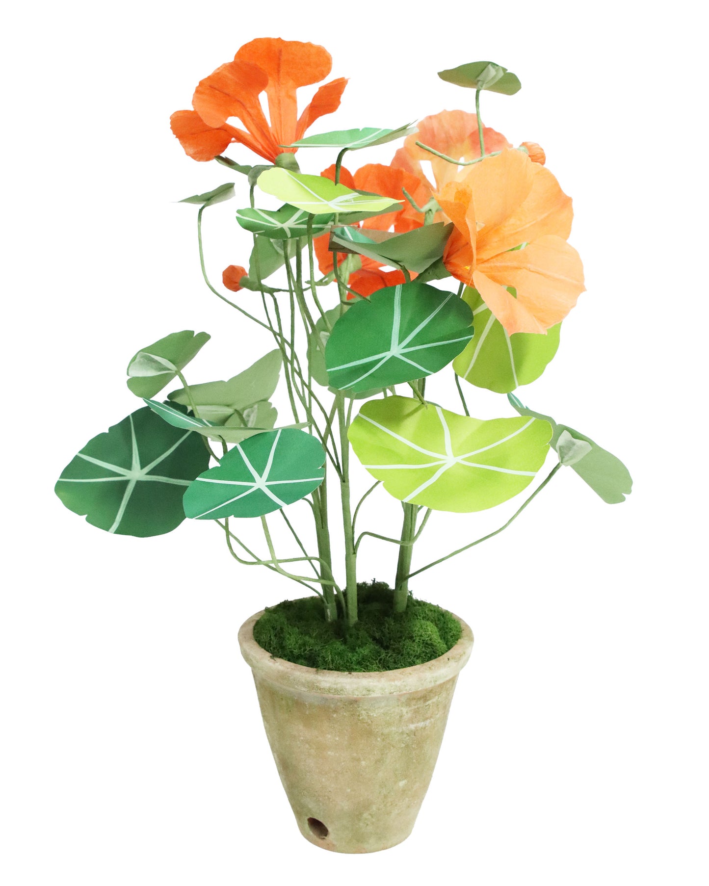 ペーパーフラワープラント Nasturtium