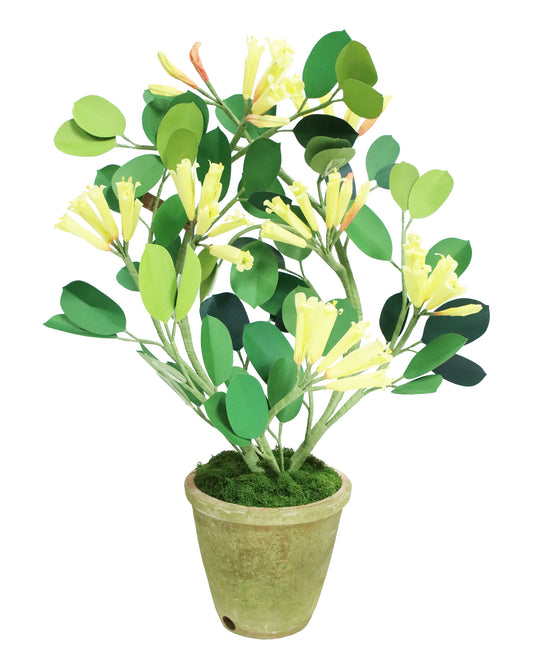 ペーパーフラワープラント Houneysuckle