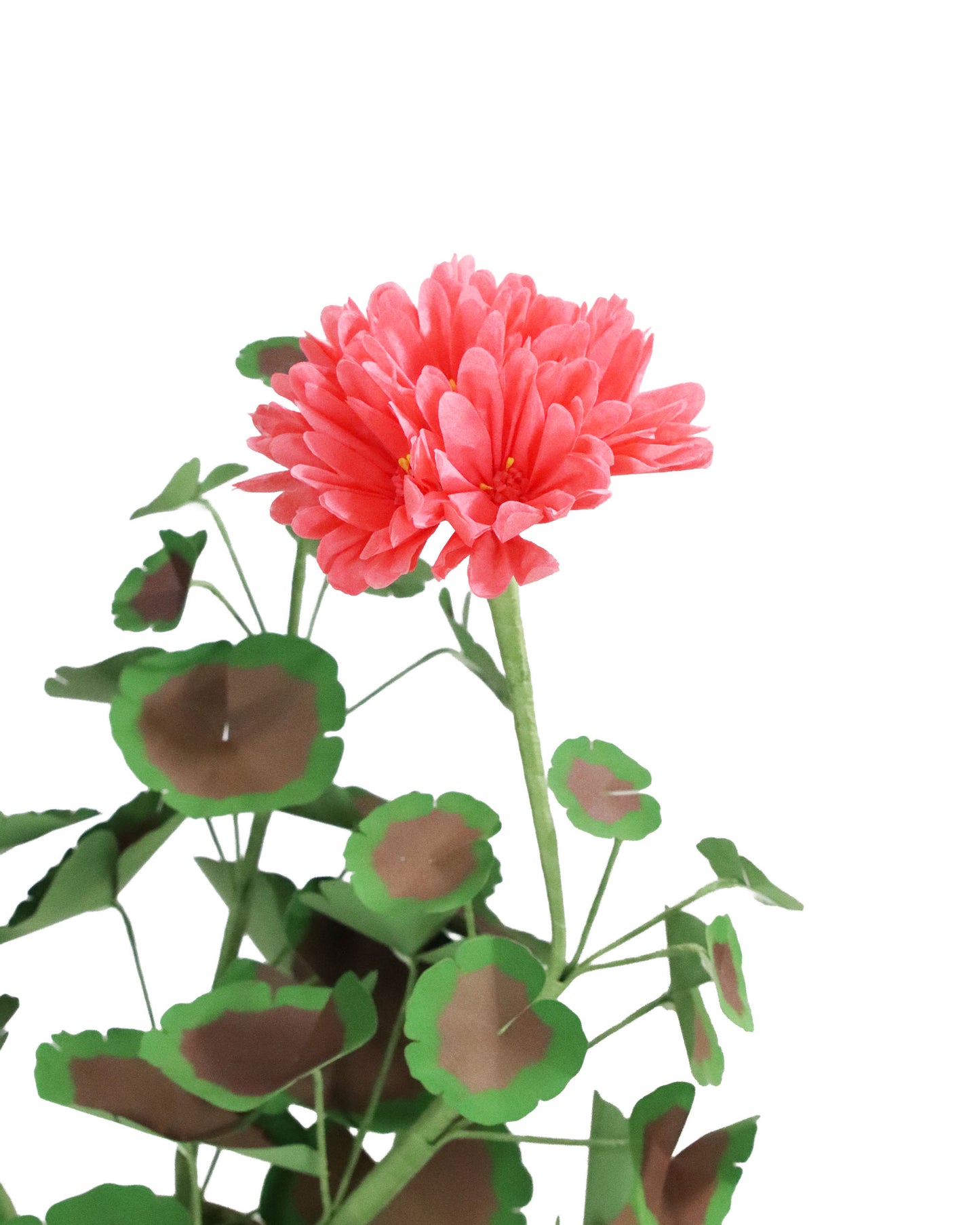 ペーパーフラワープラント Geramium