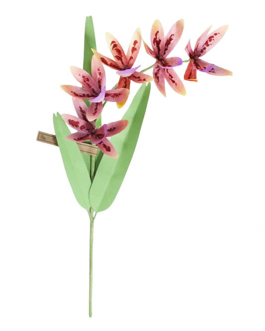 ペーパーフラワー Orchid