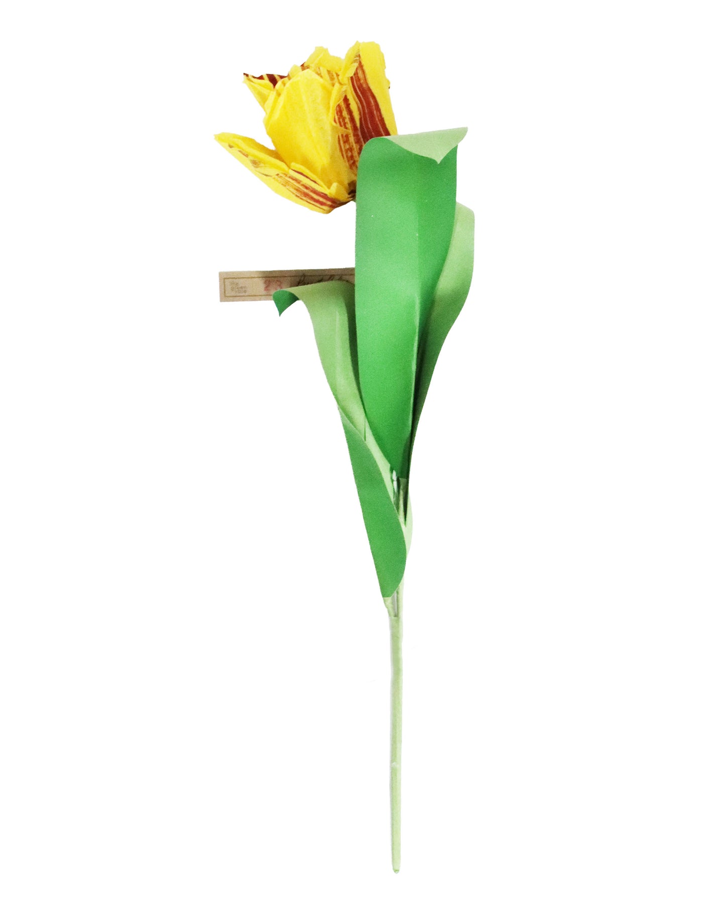 ペーパーフラワー Parrot Tulip